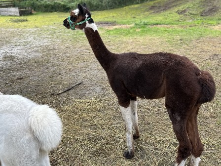 4. fotografie k článku